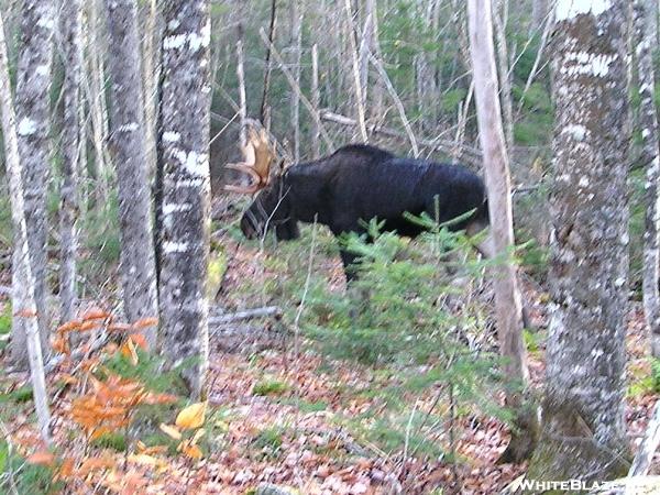 Bull Moose at Birches