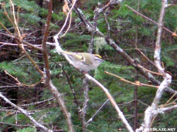 Golden Crowned Kinglet