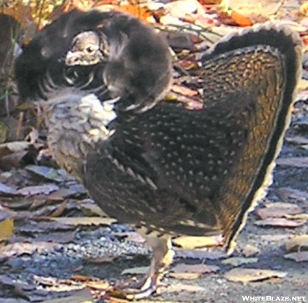 Ruffed Grouse