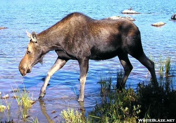 September Moose at Baxter