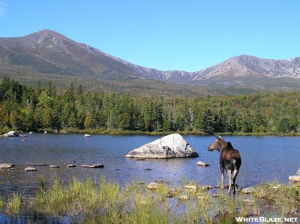 Moose at Sandy Stream Pond in Baxter