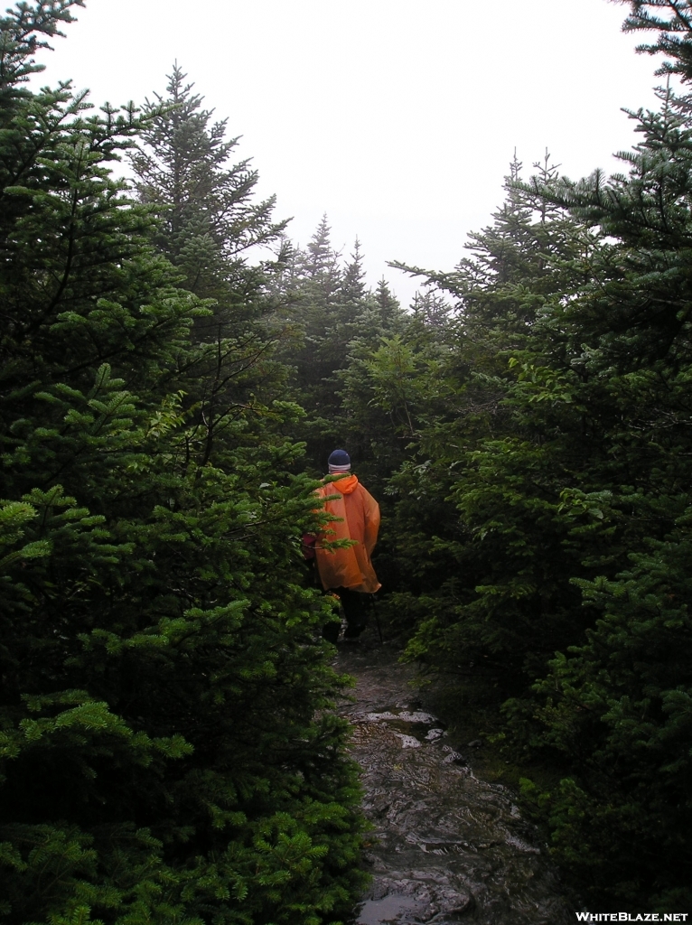 Flash heads North along the LT on Mt Mansfield