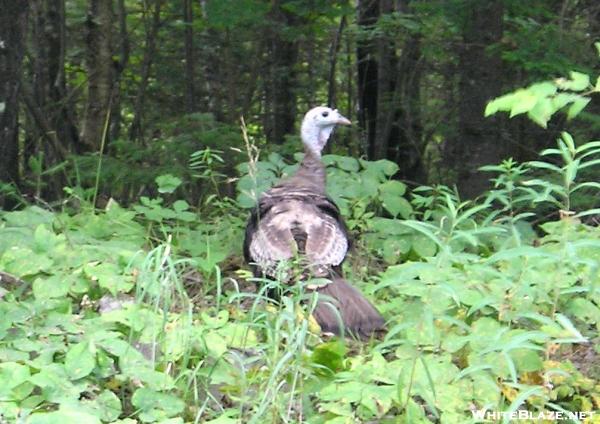 Hen Turkey in Maine
