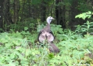 Hen Turkey in Maine