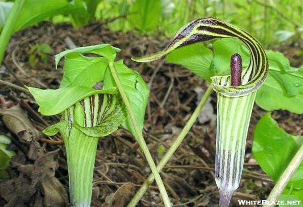 Jack-in-the-Pulpit