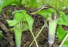 Jack-in-the-Pulpit by TJ aka Teej in Flowers