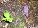Purple Fungus in Maine Rain
