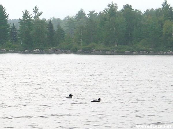 Loons go fishing off Antlers Campsite