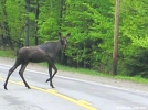 Why did the moose cross the road?