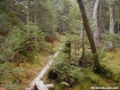 Bog Bridge in the 100 Mile by TJ aka Teej in Trail & Blazes in Maine