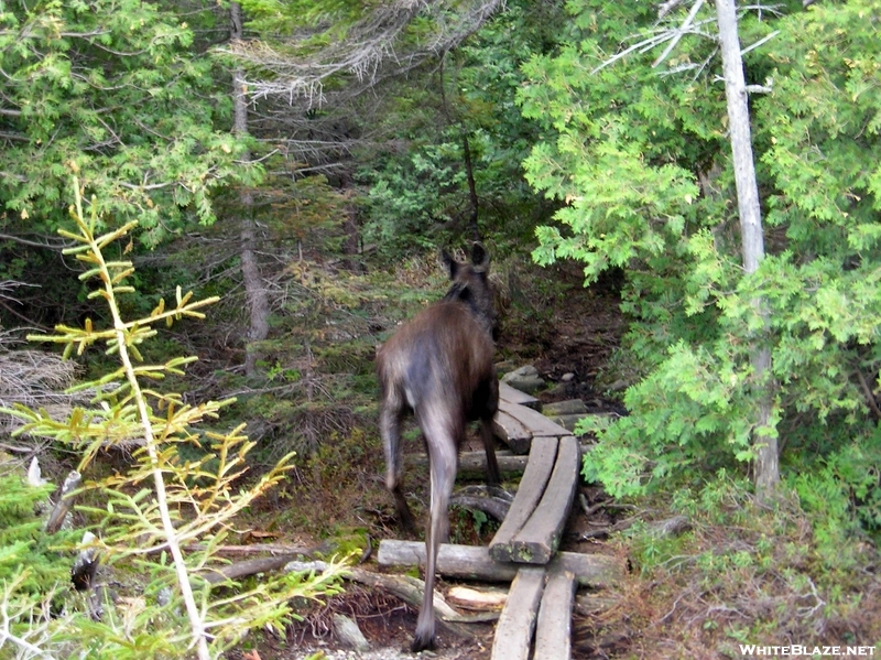 Moose In Baxter State Park