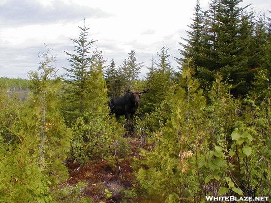 Bull Moose in June