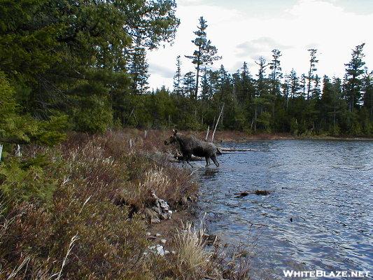 Daicey Pond Moose