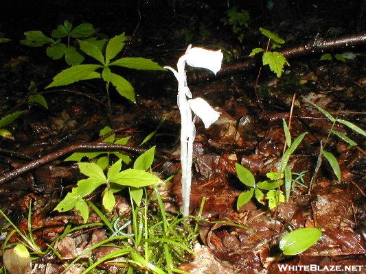 Indian-pipe