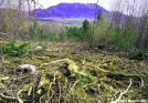 Katahdin clear cut