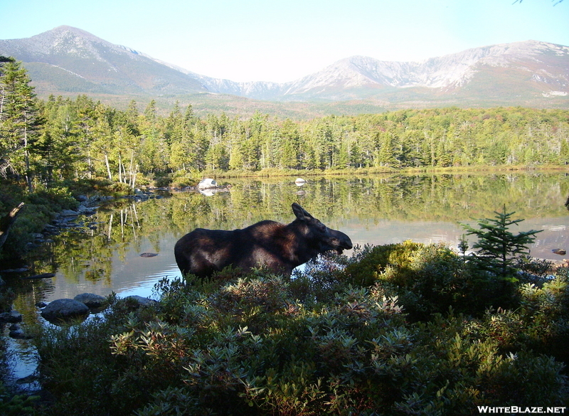 Katahdin Moose