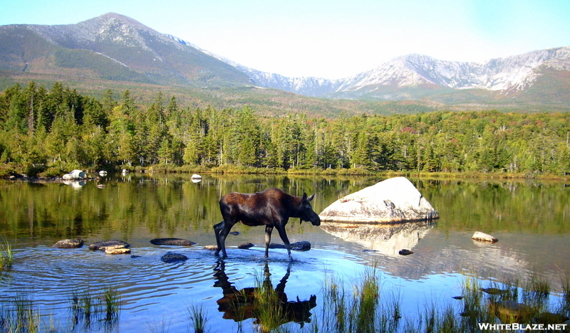 Katahdin Moose