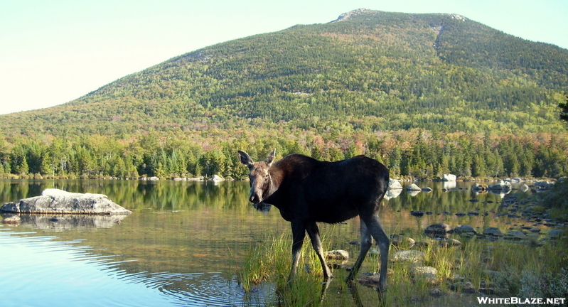 Katahdin Moose