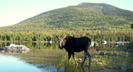 Katahdin Moose