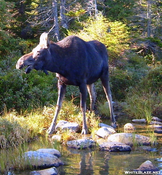 Katahdin Moose