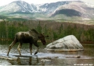 Sandy Stream Moose by TJ aka Teej in Moose