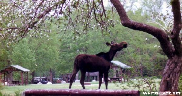 Moose eats tree.