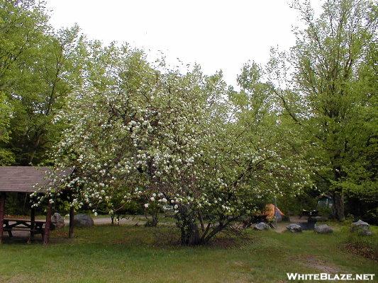 Gov Baxter's Apple Tree