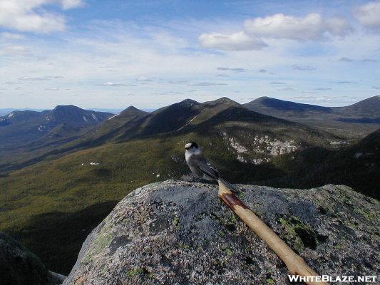 Canada Jay