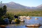 Katahdin Moose