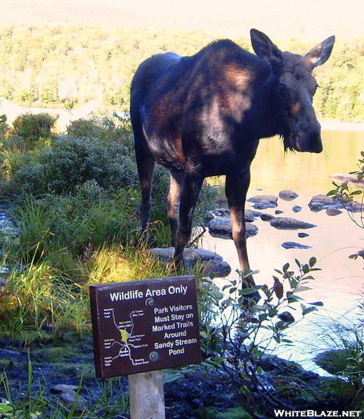 Katahdin Moose