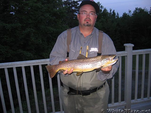 Brown Trout