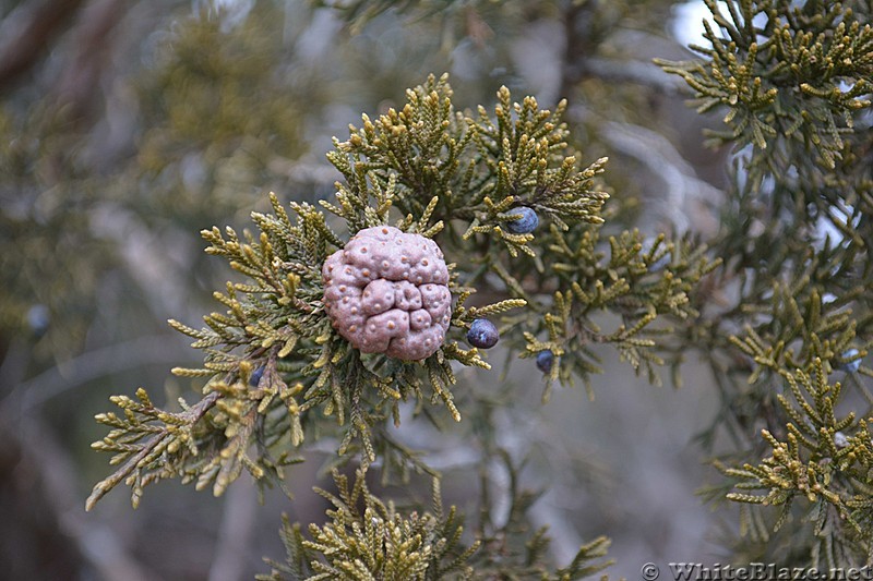 3/16/13-day hike on Sleepy Giant