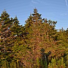 North Adams, MA South to Greylock Hike 8/2013 by goody5534 in Views in Massachusetts