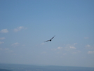 Vultures At Auburn Overlook by dperry in Birds