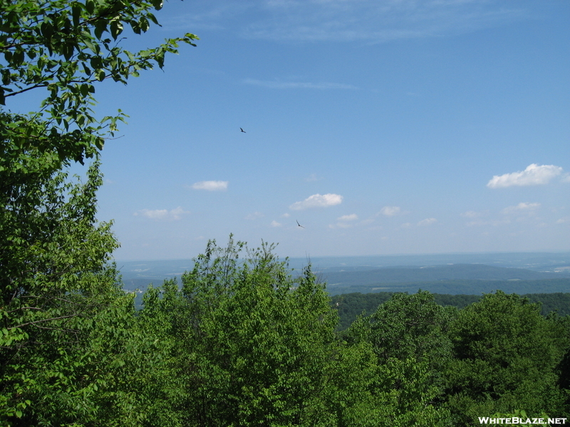 Vultures At Auburn Overlook 2