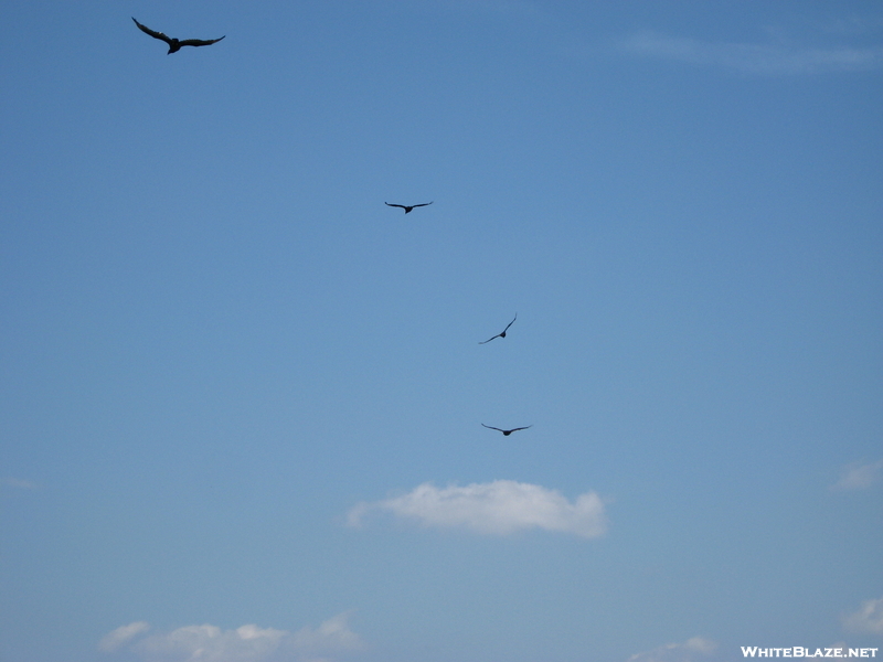 Vultures At Auburn Overlook 3