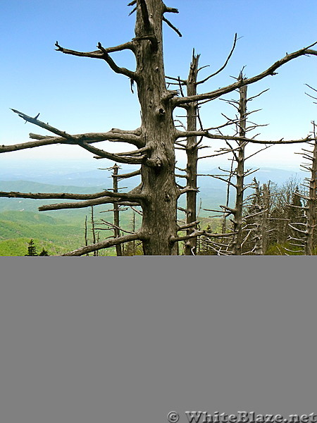 dead tree