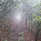 The Green Tunnel by peenut in Thru - Hikers