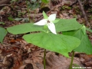 White Trillium