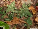 Rattlesnake Orchid