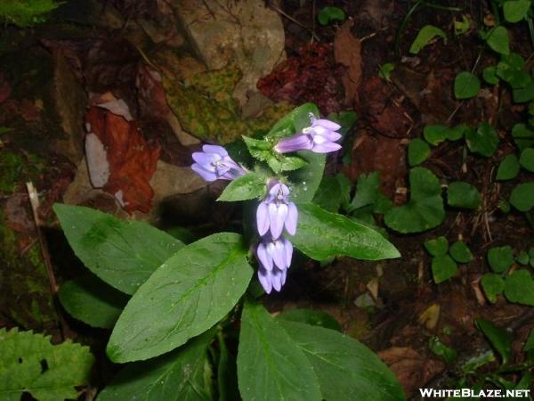 Great Blue Lobelia