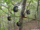 Carrion Flower Berries by grrickar in Flowers