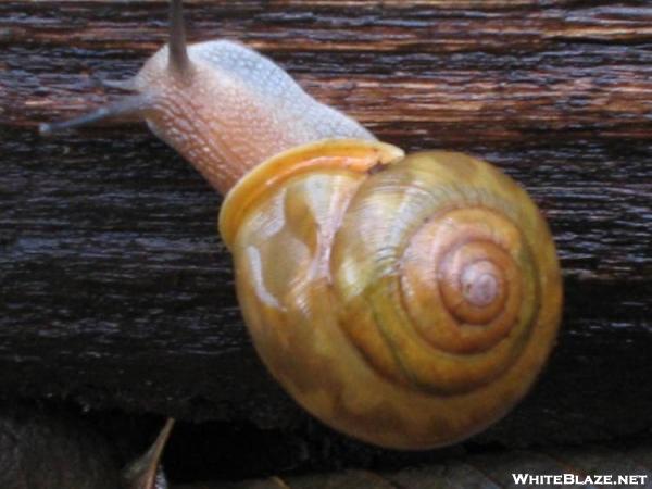 Snail Hiker