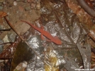 Red salamander