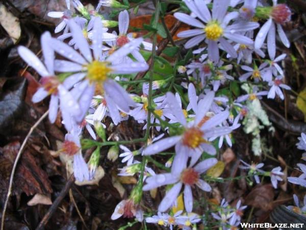 Purple Stemmed Asters