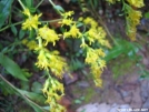 Blue Stem Goldenrod by grrickar in Flowers