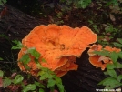 Orange Tree Fungus by grrickar in Flowers