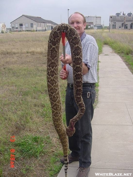 97 Lb Rattlesnake