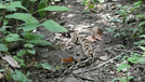 Rattlesnake by laceford in Snakes