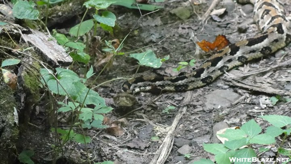 Rattlesnake